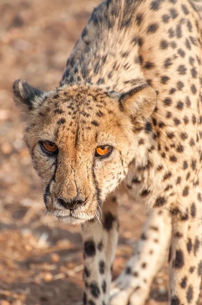 Cheetah Prowling — Stock Photo, Image