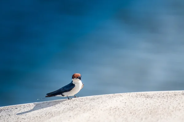 Wired Tailed Swallow on Edge of River Boat — Stock Photo, Image