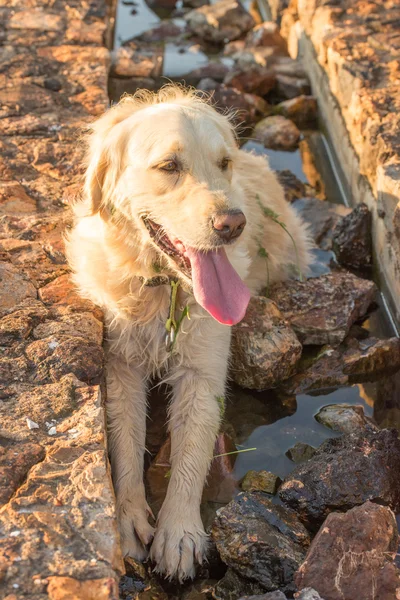 Golden Retriever Resting in Water Trough. — Stock Photo, Image