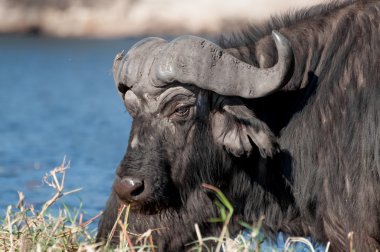 Buffalo Chobe nehir,