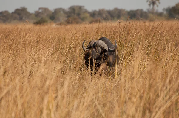Buffalo em grama seca longa — Fotografia de Stock