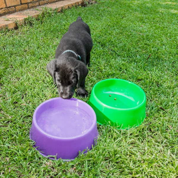 Labrador-Welpe am Wassernapf — Stockfoto