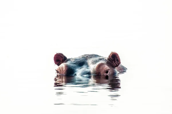 Hippopatamus mira al mundo desde su piscina . — Foto de Stock