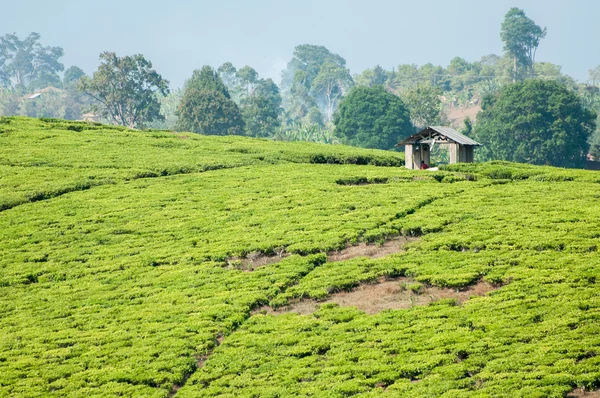 Teeplantage und Hütte — Stockfoto