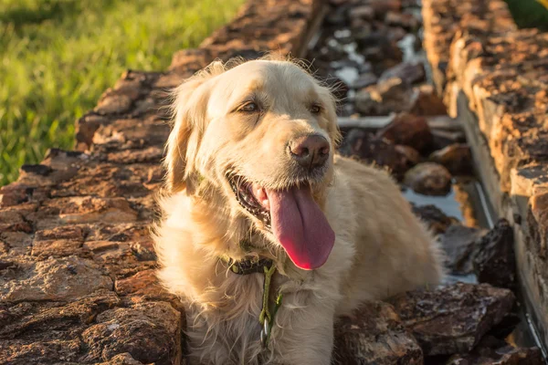 Golden Retriever Resting — Stock Photo, Image