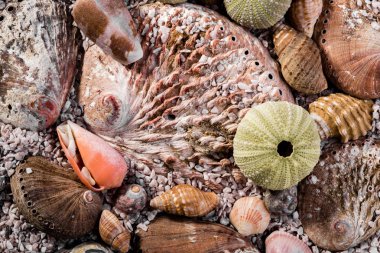 Karışık deniz kabukları sahası deniz kum.