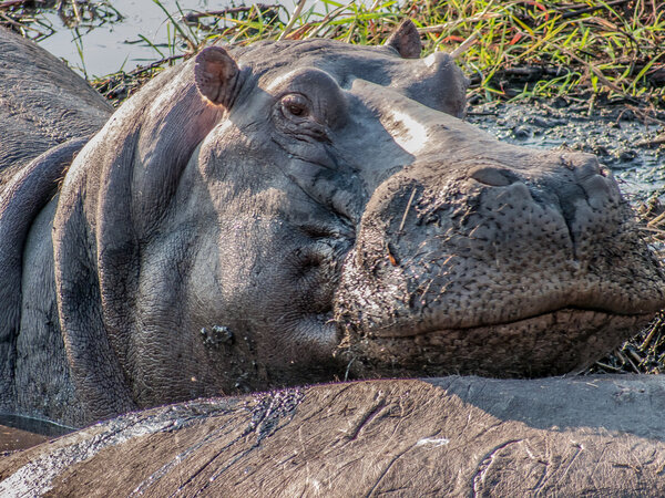 Hippopotamus Resting