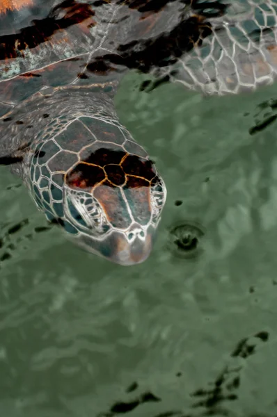 Голова зеленой морской черепахи в воде . — стоковое фото
