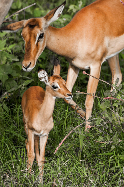 Baby impala and mother