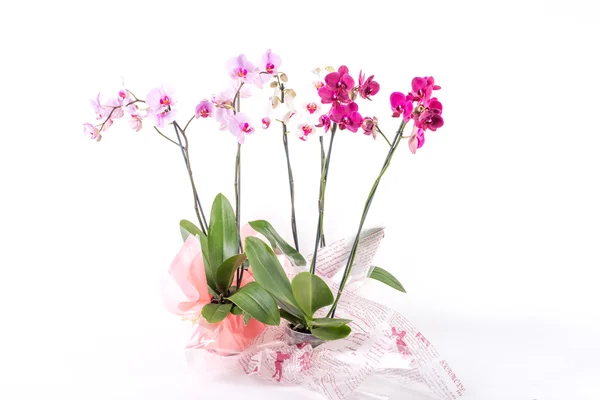 Orquídeas sobre fondo blanco — Foto de Stock