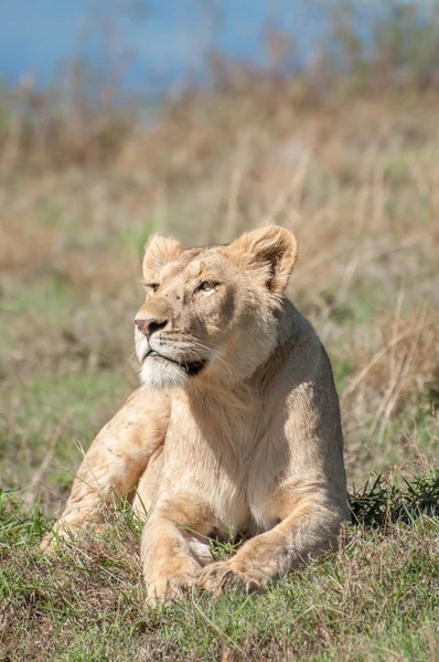 Lwica spoczywa na wzgórzu wewnątrz krateru Ngorongoro Obrazy Stockowe bez tantiem