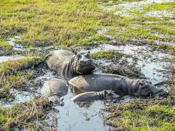 Pod of  hippopotami resting in shallow water.