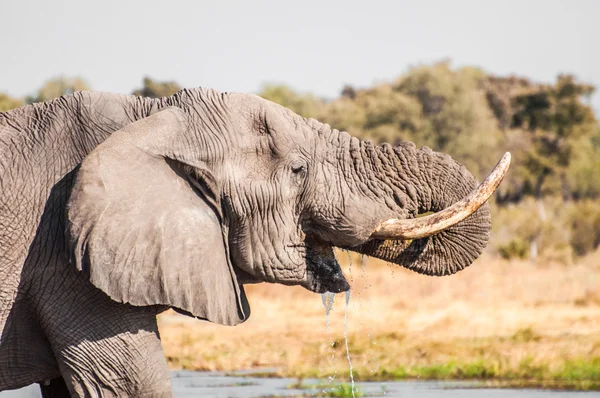 Olifant drinkwater — Stockfoto