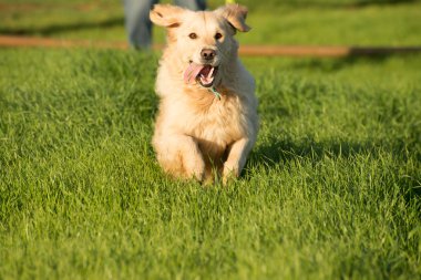 Golden Retriever şık