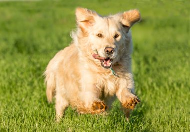 Golden Retriever çalışıyor