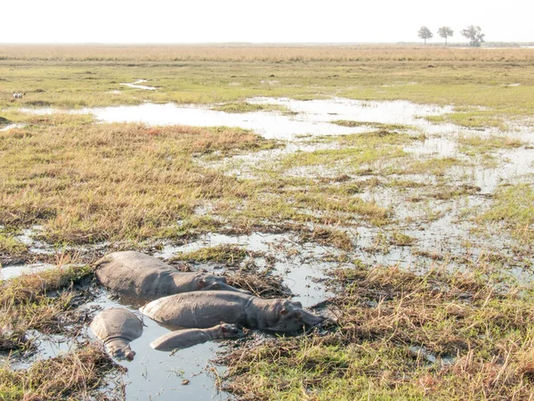 Hippos in shallow pool — Φωτογραφία Αρχείου