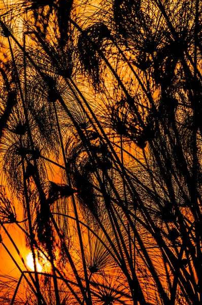 Sunset with silhouette of papirus — Φωτογραφία Αρχείου