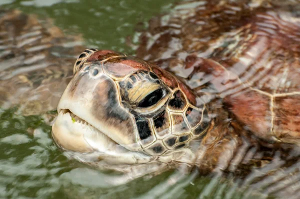 Portrait of aGreen Sea Turtle — 스톡 사진