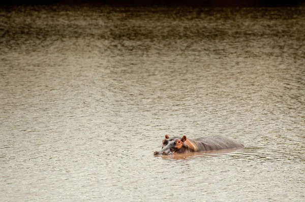 Hippo in Lake — 스톡 사진