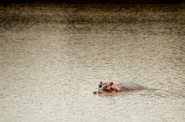 Hippo in Lake