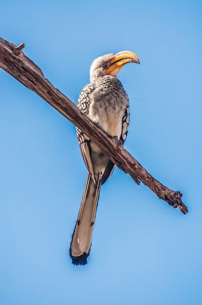 Südlicher Gelbschnabelhornvogel — Stockfoto