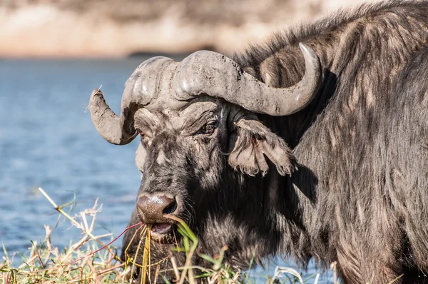Pastoreio de búfalos — Fotografia de Stock