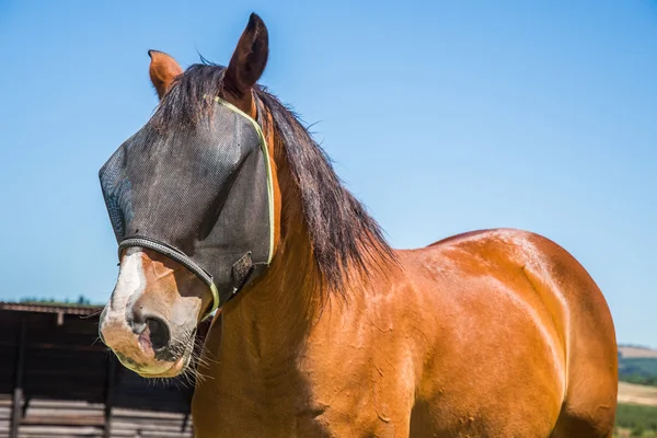 Horse with fly net. — Stock Photo, Image