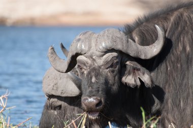 Buffalo Grazing on Sidudu Island