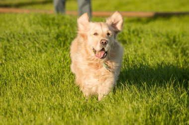 Golden Retriever Running in Green Grass.