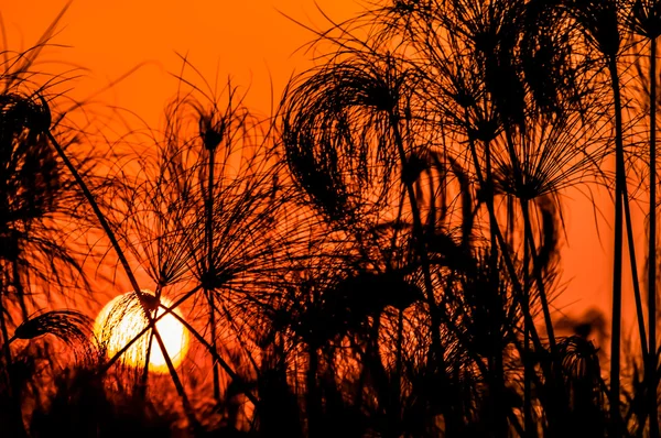 Papyrus Silhouette Against Setting Sun — Zdjęcie stockowe