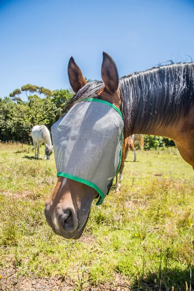 Horse with Flynet over Face — Stock Photo, Image