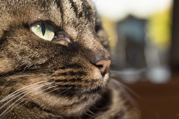 Porträt einer Katze — Stockfoto