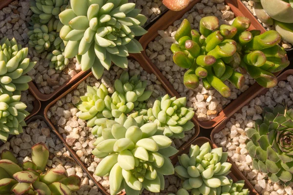 Top View of Succulent Plants — Stock Photo, Image
