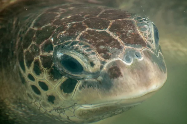 Портрет зеленой морской черепахи — стоковое фото