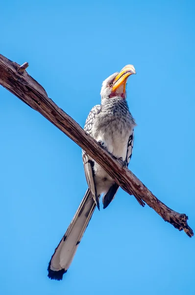 Südlicher Gelbschnabelhornvogel — Stockfoto