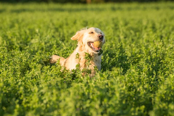 Golden Retriever in the Fields with Ball — Stock Photo, Image