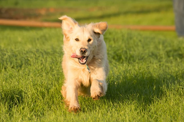 Golden retriever courir — Photo