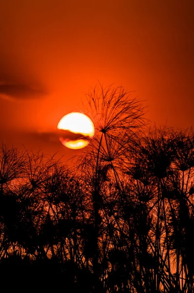 Zachód słońca w delcie Okawango — Zdjęcie stockowe
