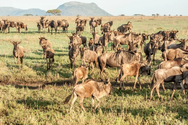 Стадо антилоп гну — стокове фото