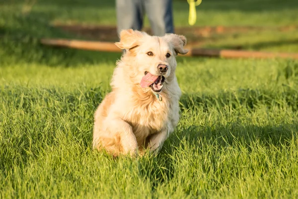 Golden retriever em execução — Fotografia de Stock