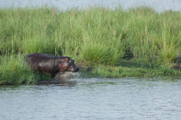 Hipopótamo entrando na água — Fotografia de Stock