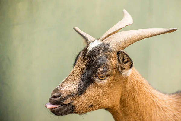 Retrato de una cabra pigmeo —  Fotos de Stock