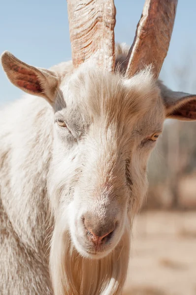 Retrato de cerca de Saanen Goat —  Fotos de Stock