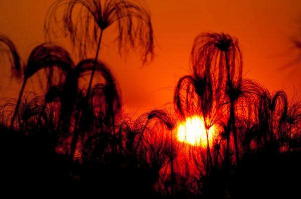 Sylwetka Papirus o zachodzie słońca — Zdjęcie stockowe