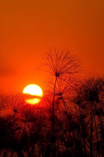 デルタの夕日パピルス — ストック写真