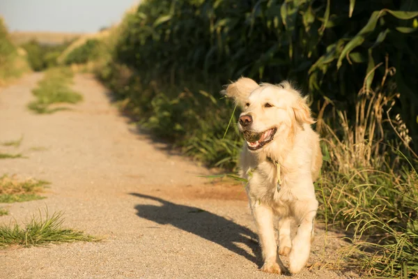 Golden Retriever läuft auf Schotterpiste — Stockfoto