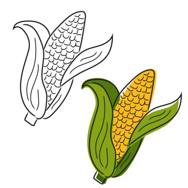 Elle çizilmiş mısır. İzole edilmiş sebze oymalı nesne. Çiftlik pazarı ürünü.