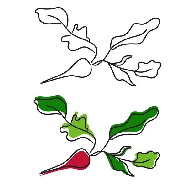 Handgetekende illustratie van radijs. Doodle stijl. Kleurrijke en lineaire groenten. — Stockvector