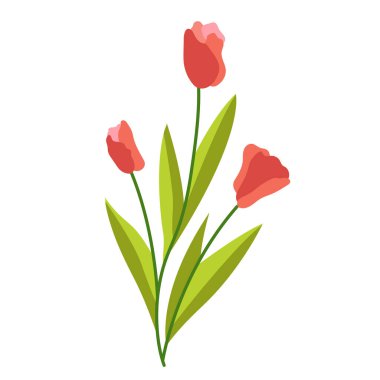 Paskalya çiçekleri. Beyaz arka planda bahar laleleri çizimi. Bahar çiçekleri. Ampul gibi bitkiler. Paskalya süslemeleri için tasarım ögesi