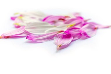 Beyaz arkaplanda pembe ve beyaz kasımpatı yaprakları